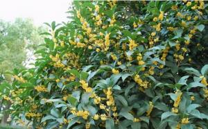 桂花樹(shù)栽在院子哪個(gè)位置好？