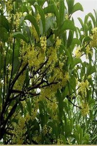 桂花樹(shù)鎮(zhèn)宅還是招鬼？