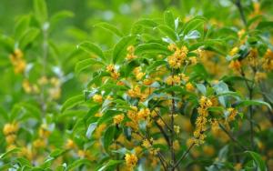 門前種桂花樹的風(fēng)水禁忌