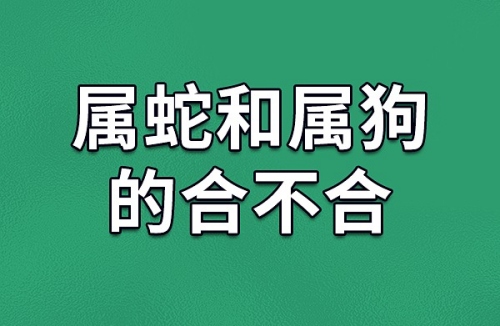 屬狗和屬蛇的合不合