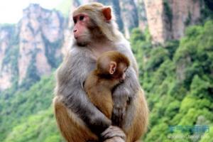 生肖猴斗不過的3個(gè)生肖