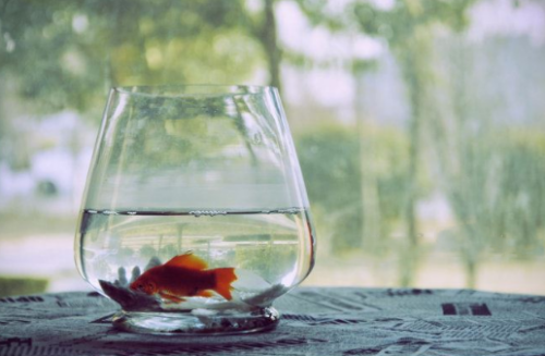 辦公室養(yǎng)魚(yú)的風(fēng)水有什么講究
